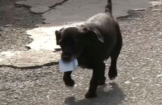 Una perrita pide plata a los comerciantes para comprarse su propia comida Una perrita pide plata a los comerciantes para comprarse su propia comida