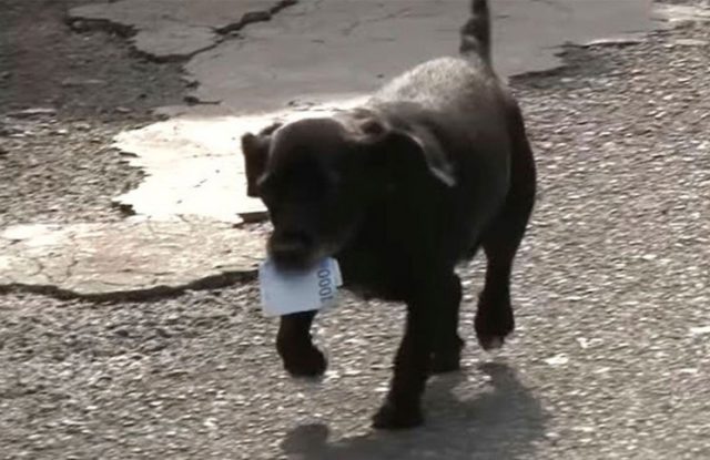 Una perrita pide plata a los comerciantes para comprarse su propia comida