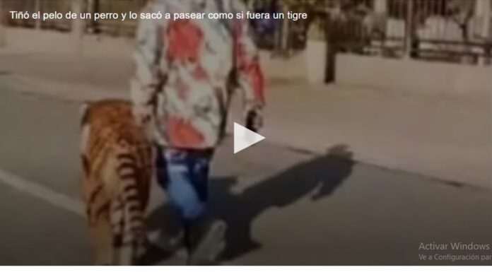 VIDEO: TIÑÓ EL PELO DE UN PERRO Y LO SACÓ A PASEAR COMO SI FUERA UN TIGRE VIDEO: TIÑÓ EL PELO DE UN PERRO Y LO SACÓ A PASEAR COMO SI FUERA UN TIGRE