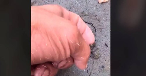 Descubrió una extraña grieta en la arena y debajo había una tortuga gigante Descubrió una extraña grieta en la arena y debajo había una tortuga gigante