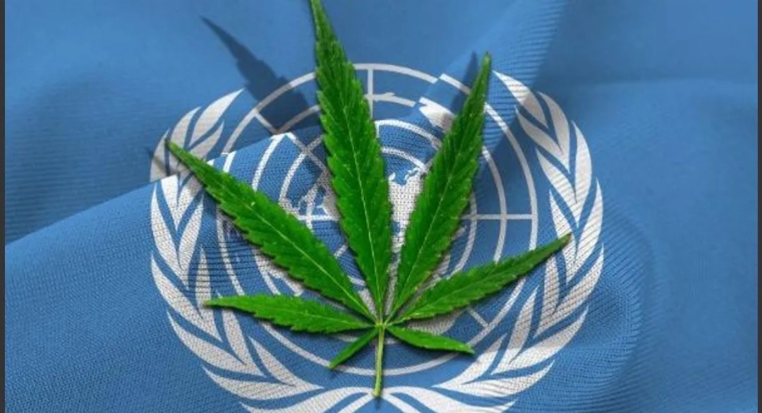 La ONU reconoció los beneficios medicinales del cannabis La ONU reconoció los beneficios medicinales del cannabis