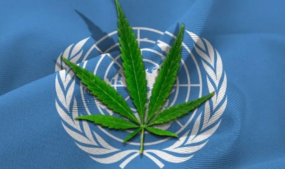 Eliminaron al cannabis de la lista de drogas peligrosas Eliminaron al cannabis de la lista de drogas peligrosas