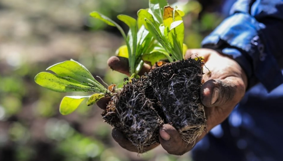 Se entregarán más de 50 mil plantines a vecinos y vecinas de la ciudad Se entregarán más de 50 mil plantines a vecinos y vecinas de la ciudad