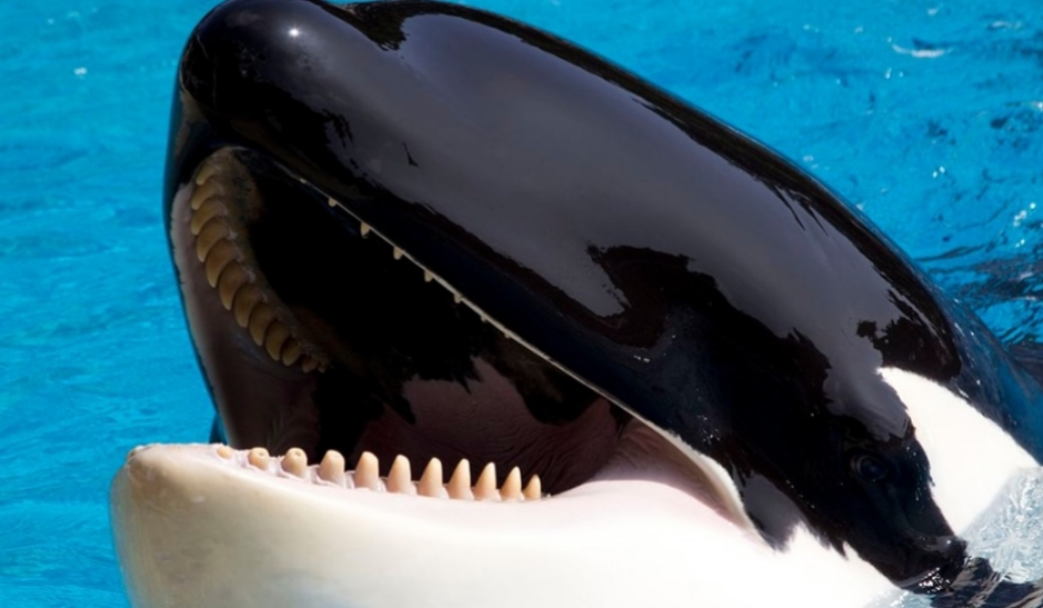 El brutal ataque de una orca a su entrenador en Nochebuena El brutal ataque de una orca a su entrenador en Nochebuena
