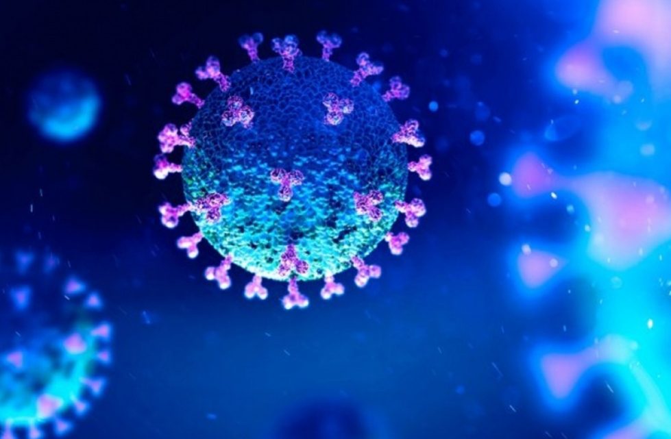 Una nueva investigación revela que la inmunidad contra el coronavirus dura al menos 8 meses Una nueva investigación revela que la inmunidad contra el coronavirus dura al menos 8 meses