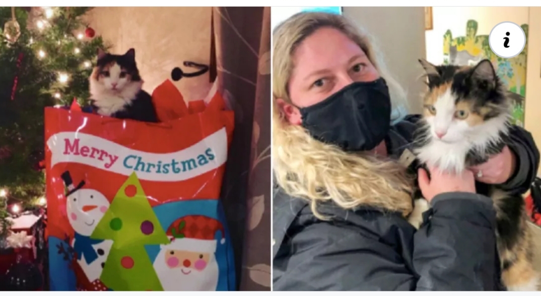 Un gato volvió milagrosamente a su casa después de haber desaparecido hace 5 años Un gato volvió milagrosamente a su casa después de haber desaparecido hace 5 años