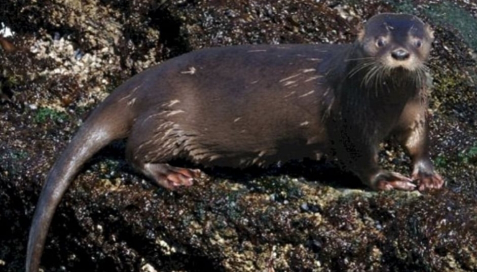 Declaran al huillín patrimonio natural de Tierra del Fuego Declaran al huillín patrimonio natural de Tierra del Fuego