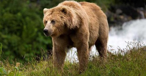 Tomó del cuello a un oso y lo golpeó hasta el cansancio para salvar a su perro Tomó del cuello a un oso y lo golpeó hasta el cansancio para salvar a su perro