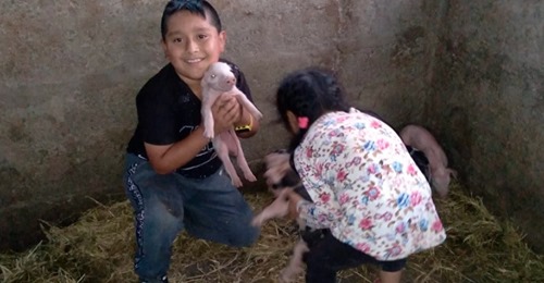 Un nene no llegó a entregar su tarea a tiempo porque ayudó a parir a una cerdita Un nene no llegó a entregar su tarea a tiempo porque ayudó a parir a una cerdita
