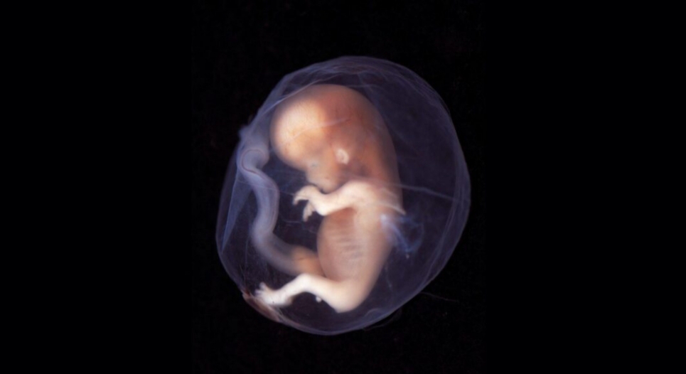 Aborto Legal: Salud aclaró que aún no está habilitado en la provincia Aborto Legal: Salud aclaró que aún no está habilitado en la provincia