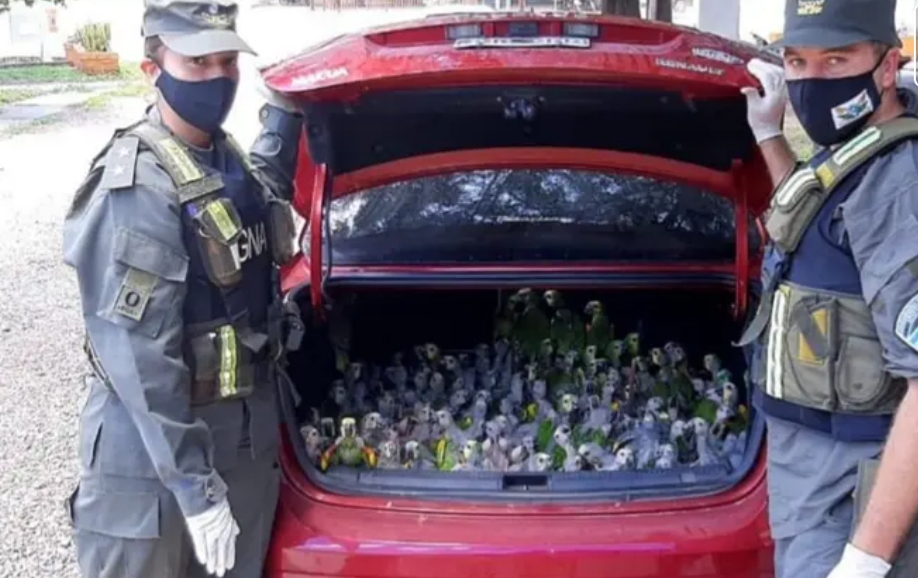 Santiago del Estero: llevaban de contrabando 216 loros en el baúl del auto Santiago del Estero: llevaban de contrabando 216 loros en el baúl del auto