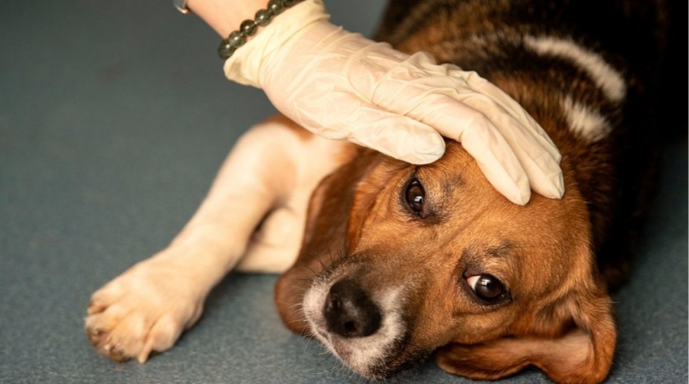 Qué síntomas tienen y cómo cuidar a los animales con coronavirus Qué síntomas tienen y cómo cuidar a los animales con coronavirus