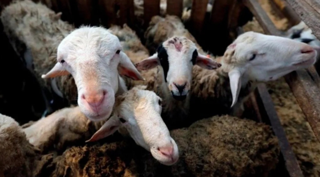 Temor por nueva enfermedad que sería transmitida por cabras Temor por nueva enfermedad que sería transmitida por cabras