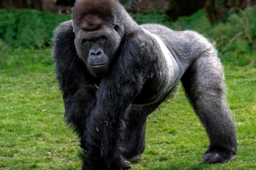 Dos gorilas del zoológico de San Diego tienen coronavirus y hay otro con síntomas Dos gorilas del zoológico de San Diego tienen coronavirus y hay otro con síntomas