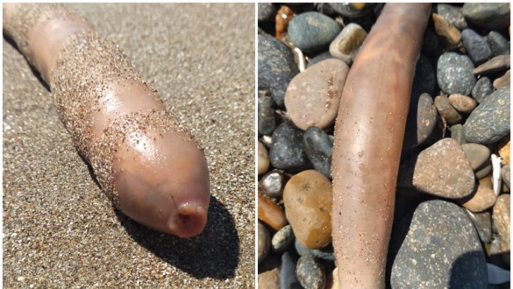 «Peces pene» aparecieron en una playa de Comodoro Rivadavia: mirá las fotos «Peces pene» aparecieron en una playa de Comodoro Rivadavia: mirá las fotos