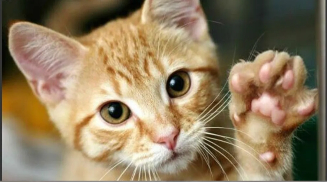 Venden un gato en 130.000 dólares porque su dueña asegura que cumple «deseos» Venden un gato en 130.000 dólares porque su dueña asegura que cumple «deseos»