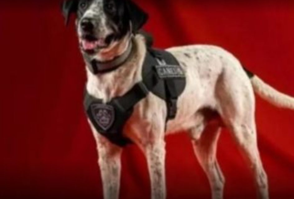 «Falopa», el perro policía de Jujuy que es furor en las redes sociales «Falopa», el perro policía de Jujuy que es furor en las redes sociales